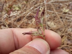 Cordylanthus nevinii