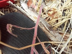 Cordylanthus nevinii