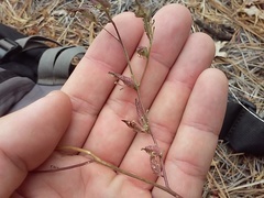 Cordylanthus nevinii