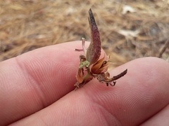 Cordylanthus nevinii