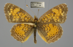 Phyciodes tharos orantain