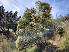Acacia terminalis