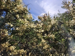 Acacia terminalis