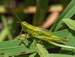 Euthystira brachyptera