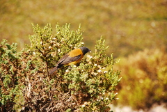 Phrygilus atriceps