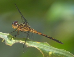 Cannaphila insularis