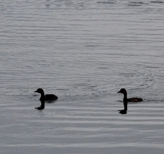 Tachybaptus ruficollis