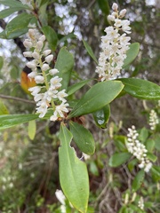 Cliftonia monophylla
