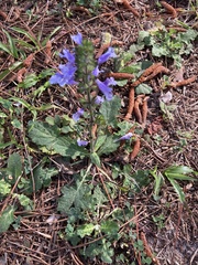 Salvia lyrata