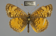 Phyciodes tharos orantain