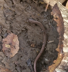 Batrachoseps attenuatus