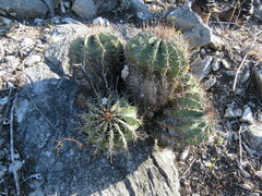 Ferocactus echidne