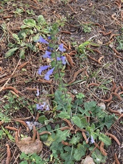 Salvia lyrata