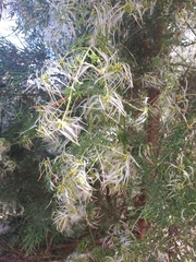 Clematis microphylla