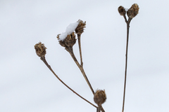 Centaurea jacea