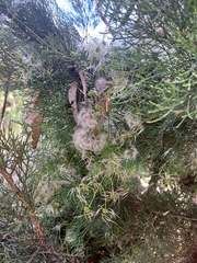 Clematis microphylla