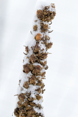 Verbascum thapsus