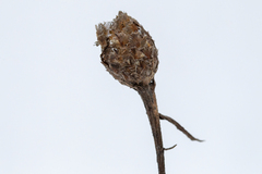 Centaurea jacea
