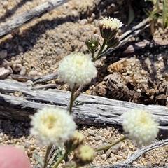 Chaenactis stevioides