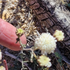 Chaenactis stevioides