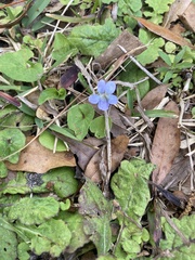 Viola floridana