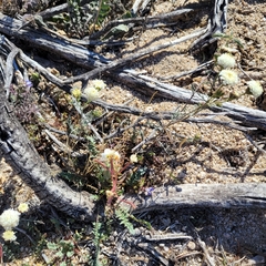 Chaenactis stevioides