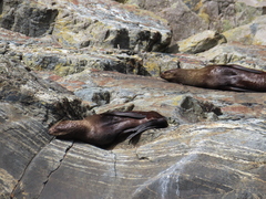 Arctocephalus forsteri