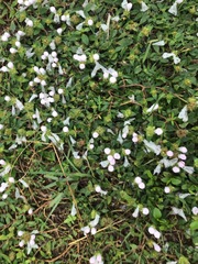 Richardia grandiflora