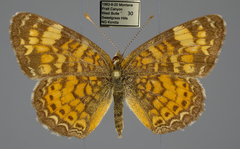 Phyciodes tharos orantain