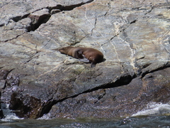 Arctocephalus forsteri