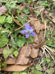 Viola floridana