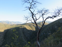 Bursera morelensis