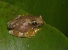Dendropsophus ebraccatus