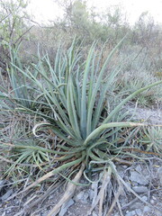 Agave difformis