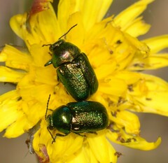 Cryptocephalus