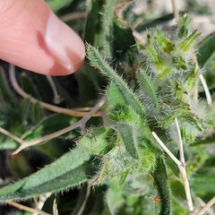 Cryptantha barbigera