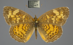 Phyciodes tharos orantain