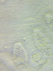 Psathyrella saccharinophila