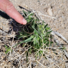 Cryptantha barbigera