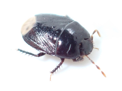 Macroscytus brunneus
