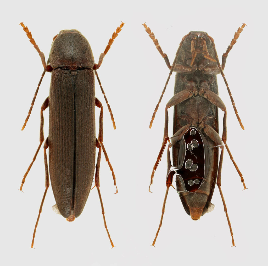 Serropalpus coxalis