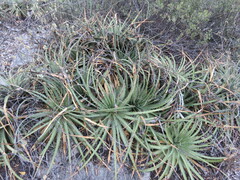 Hechtia glomerata