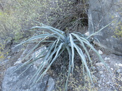 Agave difformis