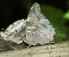 Historis acheronta