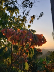 Kalanchoe fedtschenkoi