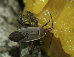 Dysdercus bimaculatus