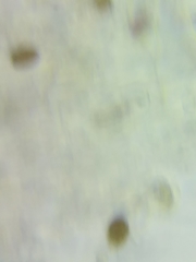 Psathyrella saccharinophila