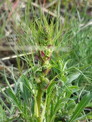 Trinia multicaulis
