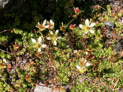 Saxifraga bryoides