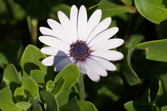 Dimorphotheca ecklonis